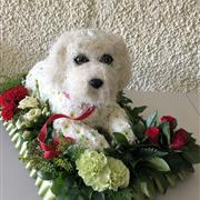 White Laying Down Dog